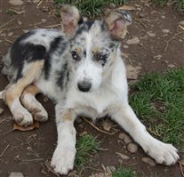 Click for large image