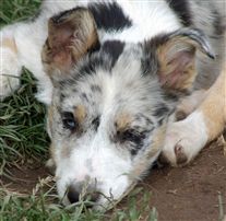 Click for large image