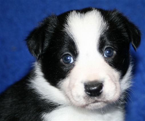 Click for large image