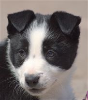 Click for large image