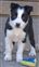 Bee x Guy pup 1  07-05-2010 13-29-40.CR2.jpg