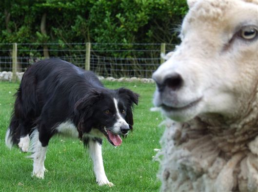 Click for large image