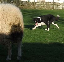 Click for large image