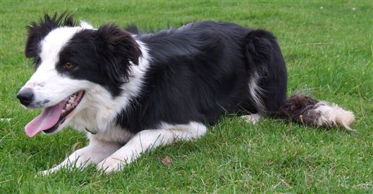 Click for large image