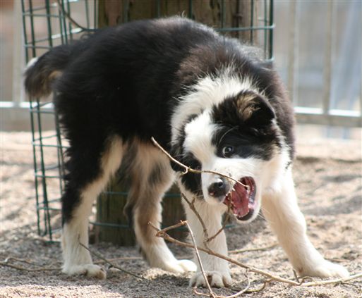 Click for large image