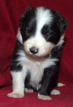 Click for large image