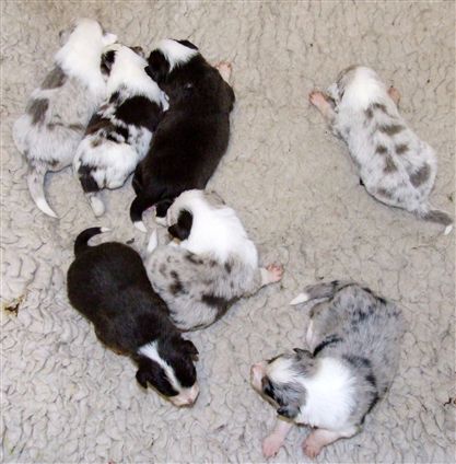 Click for large image