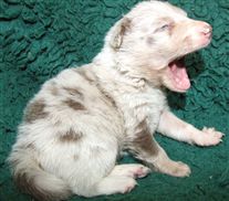 Click for large image