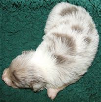 Click for large image