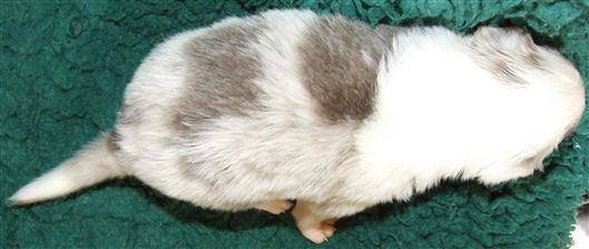 Click for large image