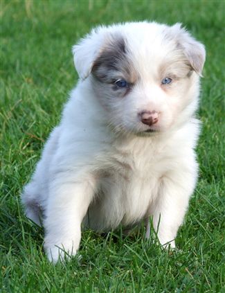 Click for large image