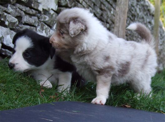 Click for large image