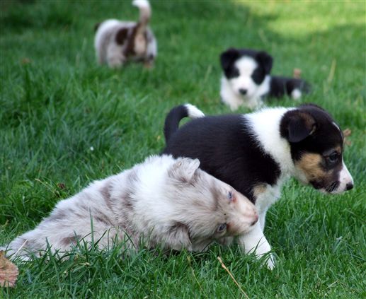 Click for large image