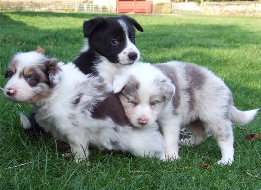 Click for large image