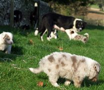 Click for large image