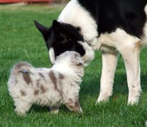 Click for large image