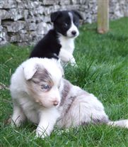 Click for large image