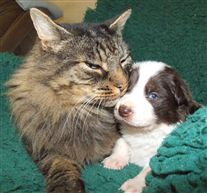 Click for large image