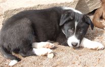 Click for large image