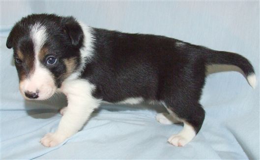 Click for large image