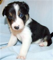 Click for large image