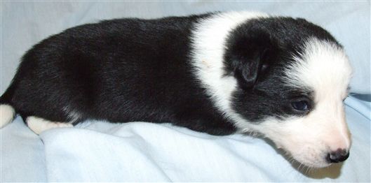 Click for large image