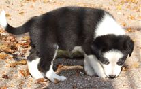 Click for large image