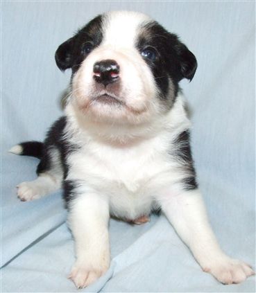 Click for large image