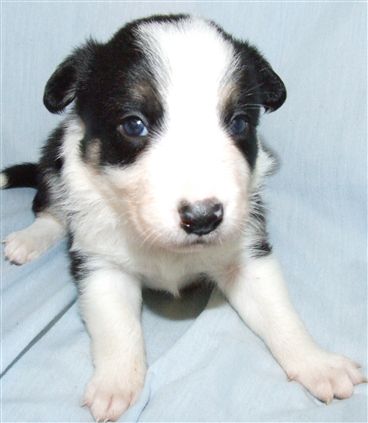 Click for large image