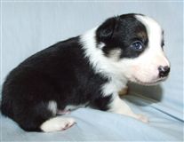 Click for large image