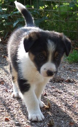 Click for large image