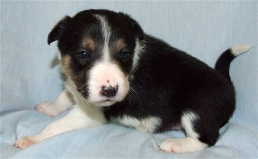 Click for large image