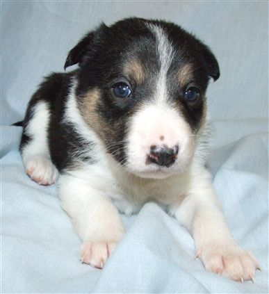 Click for large image