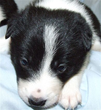 Click for large image