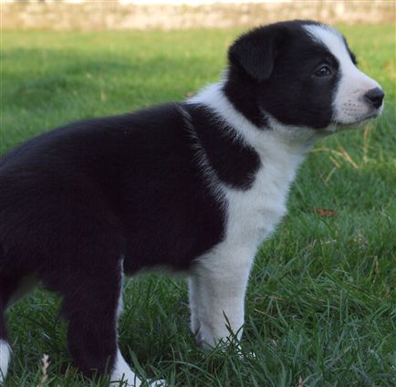 Click for large image