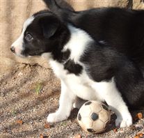 Click for large image