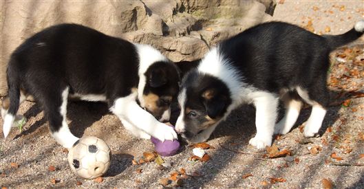 Click for large image