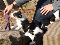 Click for large image