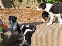 Click for large image