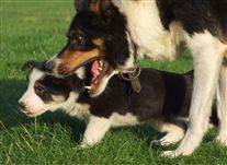 Click for large image