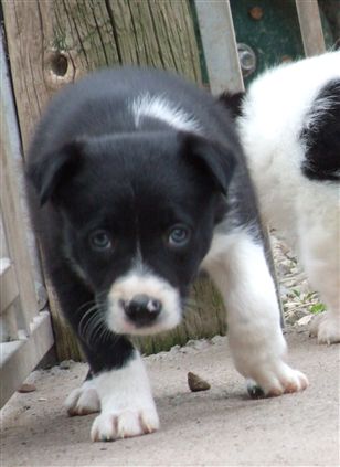 Click for large image