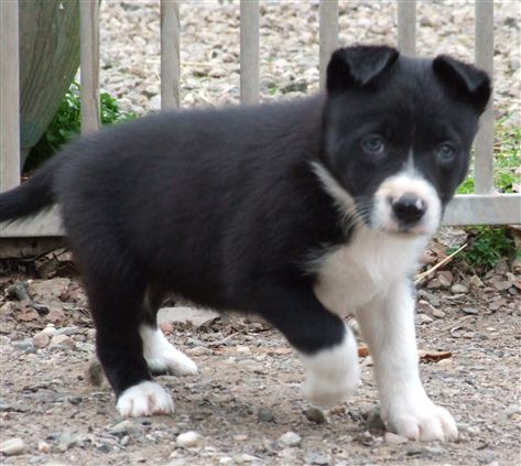 Click for large image