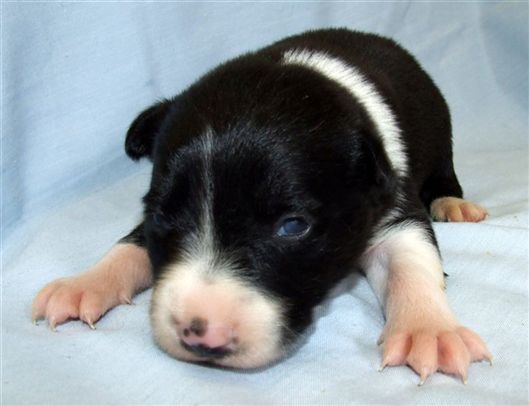 Click for large image