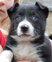 Click for large image