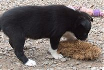 Click for large image