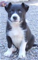 Click for large image