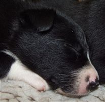 Click for large image