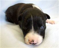 Click for large image