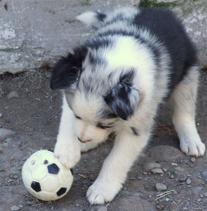 Click for large image