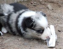 Click for large image